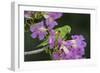 Brazil. A yellow-Chevroned parakeet harvesting the blossoms of a pink trumpet tree in the Pantanal.-Ralph H. Bendjebar-Framed Photographic Print