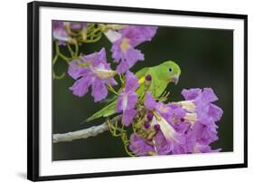 Brazil. A yellow-Chevroned parakeet harvesting the blossoms of a pink trumpet tree in the Pantanal.-Ralph H. Bendjebar-Framed Photographic Print