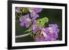 Brazil. A yellow-Chevroned parakeet harvesting the blossoms of a pink trumpet tree in the Pantanal.-Ralph H. Bendjebar-Framed Photographic Print