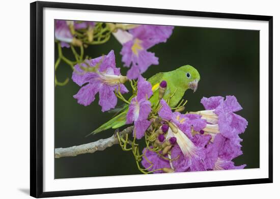 Brazil. A yellow-Chevroned parakeet harvesting the blossoms of a pink trumpet tree in the Pantanal.-Ralph H. Bendjebar-Framed Photographic Print