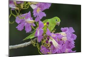 Brazil. A yellow-Chevroned parakeet harvesting the blossoms of a pink trumpet tree in the Pantanal.-Ralph H. Bendjebar-Mounted Photographic Print