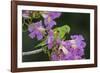 Brazil. A yellow-Chevroned parakeet harvesting the blossoms of a pink trumpet tree in the Pantanal.-Ralph H. Bendjebar-Framed Photographic Print