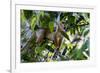 Brazil, Amazon, Manaus. Common Squirrel monkey in the trees.-Ellen Goff-Framed Premium Photographic Print