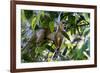 Brazil, Amazon, Manaus. Common Squirrel monkey in the trees.-Ellen Goff-Framed Premium Photographic Print