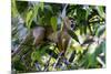 Brazil, Amazon, Manaus. Common Squirrel monkey in the trees.-Ellen Goff-Mounted Premium Photographic Print