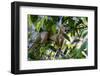 Brazil, Amazon, Manaus. Common Squirrel monkey in the trees.-Ellen Goff-Framed Photographic Print