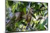 Brazil, Amazon, Manaus. Common Squirrel monkey in the trees.-Ellen Goff-Mounted Photographic Print