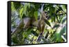 Brazil, Amazon, Manaus. Common Squirrel monkey in the trees.-Ellen Goff-Framed Stretched Canvas