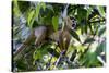 Brazil, Amazon, Manaus. Common Squirrel monkey in the trees.-Ellen Goff-Stretched Canvas