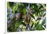 Brazil, Amazon, Manaus. Common Squirrel monkey in the trees.-Ellen Goff-Framed Photographic Print