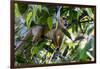 Brazil, Amazon, Manaus. Common Squirrel monkey in the trees.-Ellen Goff-Framed Photographic Print