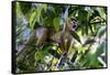 Brazil, Amazon, Manaus. Common Squirrel monkey in the trees.-Ellen Goff-Framed Stretched Canvas