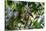 Brazil, Amazon, Manaus. Common Squirrel monkey in the trees.-Ellen Goff-Stretched Canvas