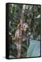 Brazil, Amazon, Manaus, Common Squirrel monkey in the trees.-Ellen Goff-Framed Stretched Canvas