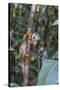 Brazil, Amazon, Manaus, Common Squirrel monkey in the trees.-Ellen Goff-Stretched Canvas