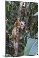 Brazil, Amazon, Manaus, Common Squirrel monkey in the trees.-Ellen Goff-Mounted Premium Photographic Print