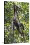 Brazil, Amazon, Manaus, Common woolly monkey hanging from the trees using its tail.-Ellen Goff-Stretched Canvas