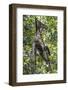 Brazil, Amazon, Manaus, Common woolly monkey hanging from the trees using its tail.-Ellen Goff-Framed Photographic Print