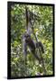 Brazil, Amazon, Manaus, Common woolly monkey hanging from the trees using its tail.-Ellen Goff-Framed Photographic Print