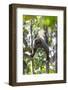 Brazil, Amazon, Manaus, Common woolly monkey hanging from the trees using its tail.-Ellen Goff-Framed Photographic Print