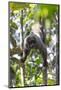 Brazil, Amazon, Manaus, Common woolly monkey hanging from the trees using its tail.-Ellen Goff-Mounted Photographic Print