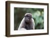 Brazil, Amazon, Manaus, Common woolly monkey portrait.-Ellen Goff-Framed Photographic Print