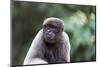 Brazil, Amazon, Manaus, Common woolly monkey portrait.-Ellen Goff-Mounted Photographic Print