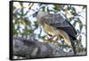 Brazil, Amazon, Manaus, Juvenile harpy eagle in its nesting tree.-Ellen Goff-Framed Stretched Canvas