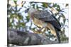 Brazil, Amazon, Manaus, Juvenile harpy eagle in its nesting tree.-Ellen Goff-Stretched Canvas