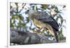 Brazil, Amazon, Manaus, Juvenile harpy eagle in its nesting tree.-Ellen Goff-Framed Photographic Print