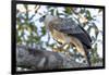 Brazil, Amazon, Manaus, Juvenile harpy eagle in its nesting tree.-Ellen Goff-Framed Photographic Print
