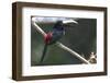 Brazil, Amazon, Manaus. Portrait of a black-necked aracari.-Ellen Goff-Framed Photographic Print