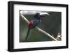 Brazil, Amazon, Manaus. Portrait of a black-necked aracari.-Ellen Goff-Framed Photographic Print