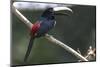 Brazil, Amazon, Manaus. Portrait of a black-necked aracari.-Ellen Goff-Mounted Photographic Print