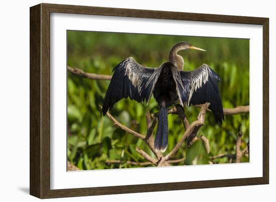 Brazil. An anhinga drying its wings in the sun, found in the Pantanal.-Ralph H. Bendjebar-Framed Photographic Print