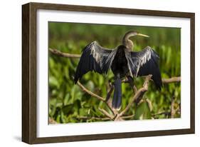 Brazil. An anhinga drying its wings in the sun, found in the Pantanal.-Ralph H. Bendjebar-Framed Photographic Print