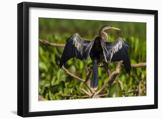 Brazil. An anhinga drying its wings in the sun, found in the Pantanal.-Ralph H. Bendjebar-Framed Photographic Print