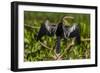 Brazil. An anhinga drying its wings in the sun, found in the Pantanal.-Ralph H. Bendjebar-Framed Photographic Print