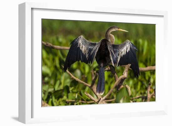 Brazil. An anhinga drying its wings in the sun, found in the Pantanal.-Ralph H. Bendjebar-Framed Photographic Print