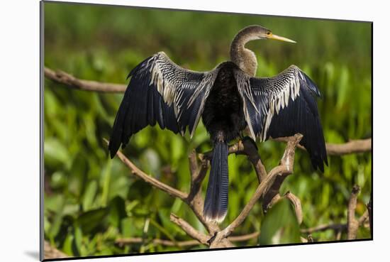 Brazil. An anhinga drying its wings in the sun, found in the Pantanal.-Ralph H. Bendjebar-Mounted Photographic Print