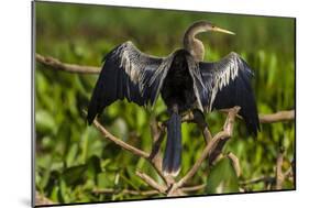 Brazil. An anhinga drying its wings in the sun, found in the Pantanal.-Ralph H. Bendjebar-Mounted Photographic Print