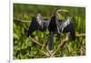 Brazil. An anhinga drying its wings in the sun, found in the Pantanal.-Ralph H. Bendjebar-Framed Photographic Print