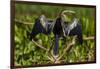 Brazil. An anhinga drying its wings in the sun, found in the Pantanal.-Ralph H. Bendjebar-Framed Photographic Print