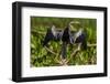 Brazil. An anhinga drying its wings in the sun, found in the Pantanal.-Ralph H. Bendjebar-Framed Photographic Print