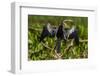 Brazil. An anhinga drying its wings in the sun, found in the Pantanal.-Ralph H. Bendjebar-Framed Photographic Print