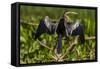 Brazil. An anhinga drying its wings in the sun, found in the Pantanal.-Ralph H. Bendjebar-Framed Stretched Canvas