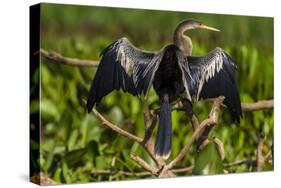 Brazil. An anhinga drying its wings in the sun, found in the Pantanal.-Ralph H. Bendjebar-Stretched Canvas