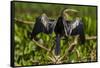 Brazil. An anhinga drying its wings in the sun, found in the Pantanal.-Ralph H. Bendjebar-Framed Stretched Canvas