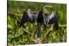 Brazil. An anhinga drying its wings in the sun, found in the Pantanal.-Ralph H. Bendjebar-Stretched Canvas