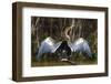 Brazil. An anhinga drying its wings in the sun, found in the Pantanal.-Ralph H. Bendjebar-Framed Photographic Print
